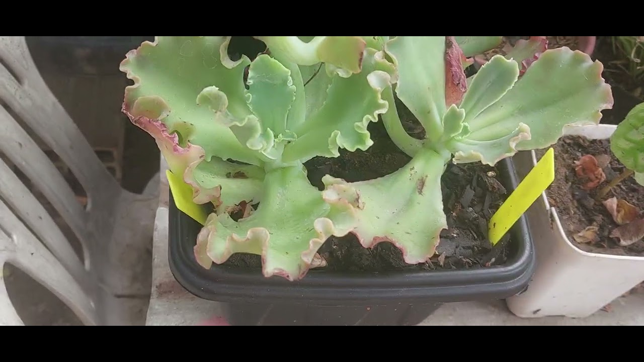 AGAVE PRIMAVERA E GYMNOCALYCIUM BALDIANUM FLORIDO. VOTOS DE FELIZ 2026💢💥