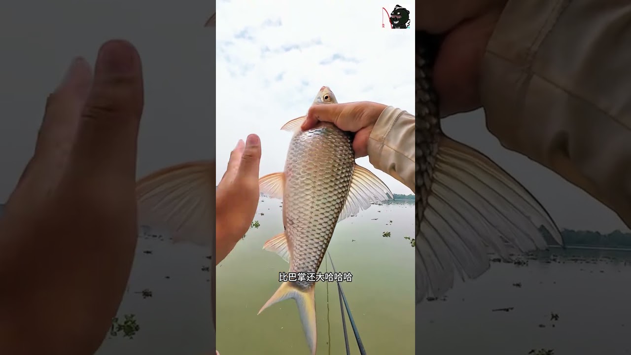 Hôm nay có điểm câu quá đã, giật mỏi tay Full | Fishing Chill