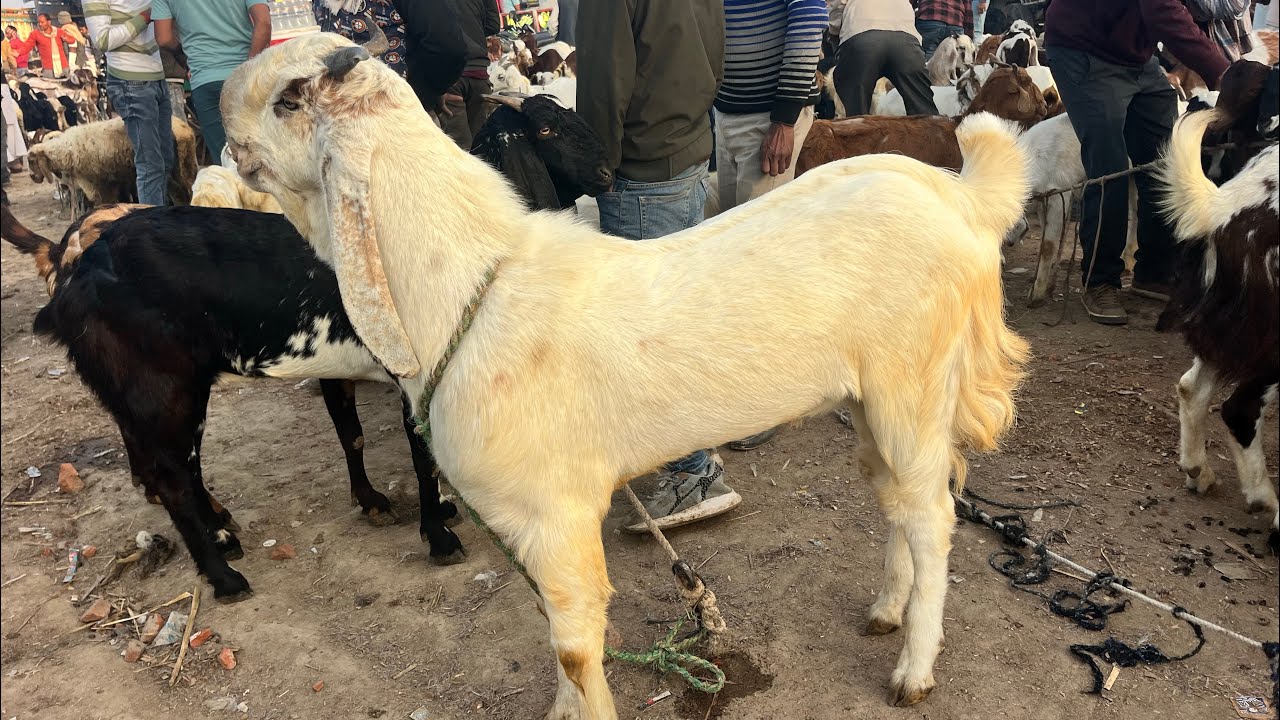 Yadav goat farm Jaunpur badlapur Uttar Pradesh mo 9082293954
