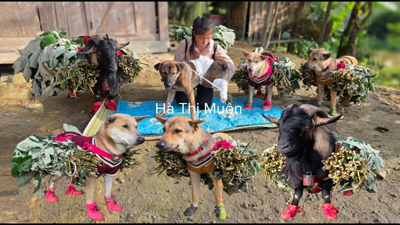 Vietnamese girl with goat and dog picking wild leaves to sell for a living - ha thi muon