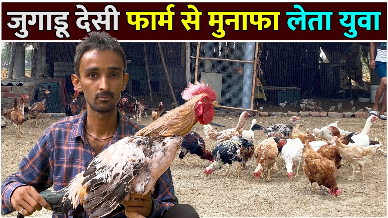 जुगाड़ देसी मुर्गी फार्म से कमाई | Desi Murgi Farm | Desi Murgi Farming