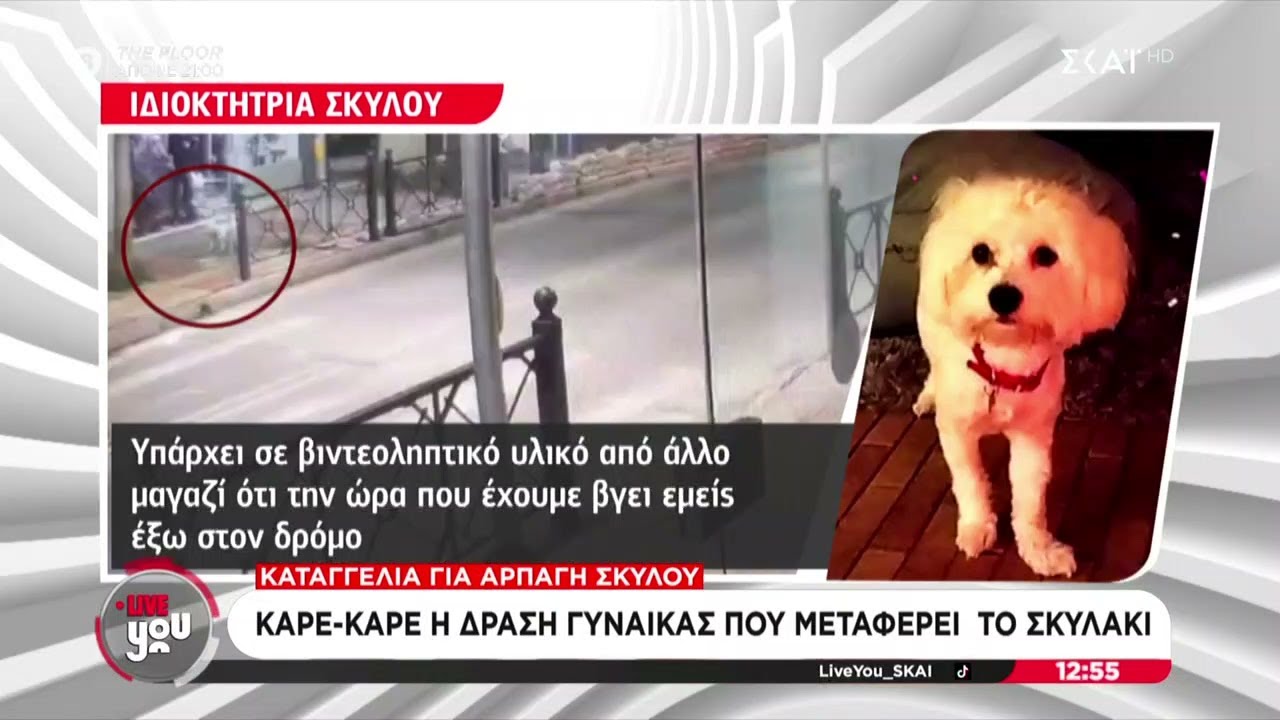 Καταγγελία στο Live You για αρπαγή σκύλου | 06/02/2026