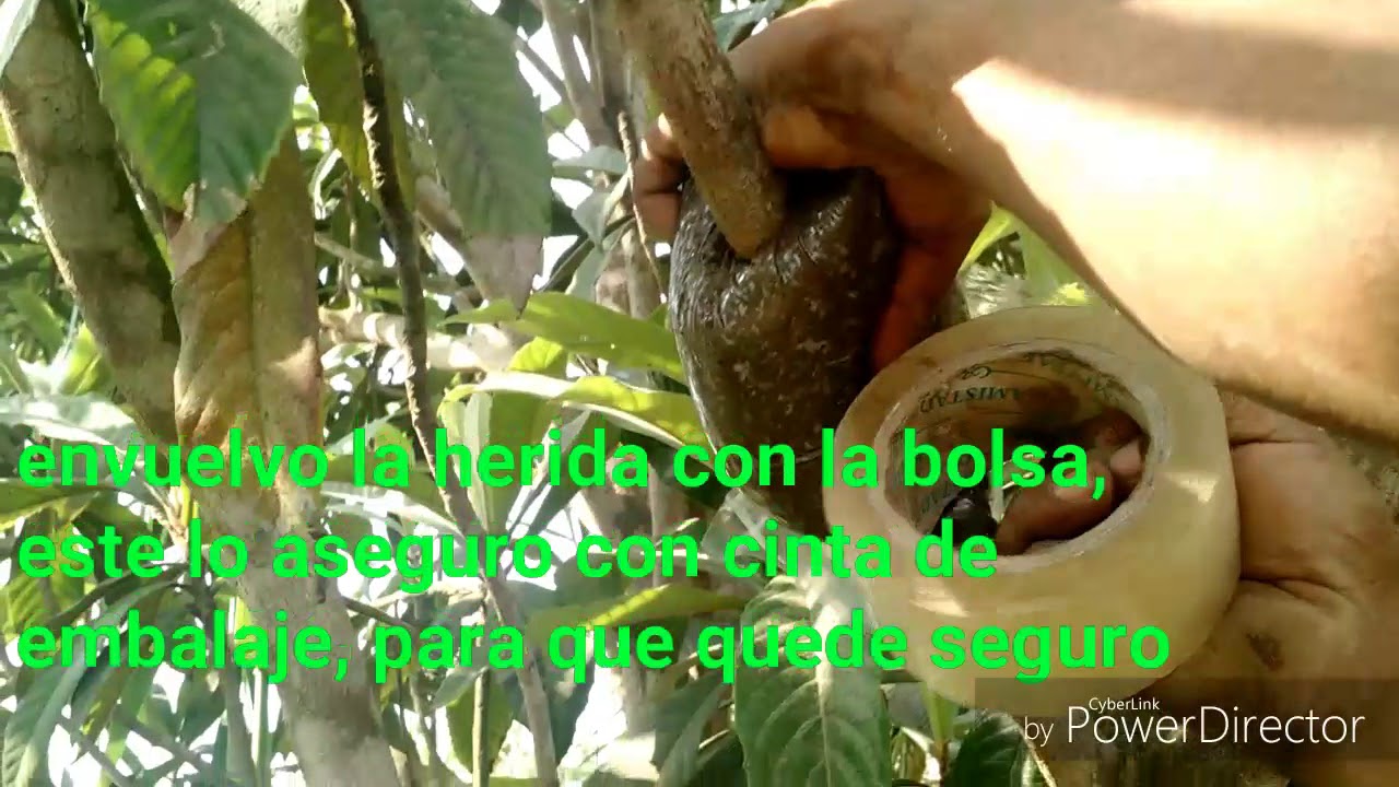 Acodo Aéreo Níspero # 1