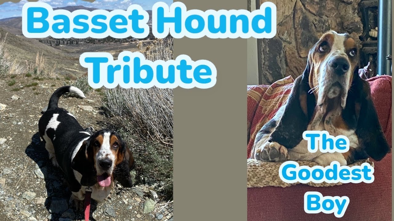 Basset Hound Compilations - Shorts & Pictures  Dudley 3/6/17-1/13/25
