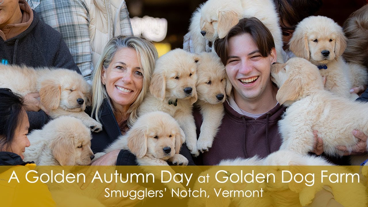 A Golden Autumn Day at Golden Dog Farm