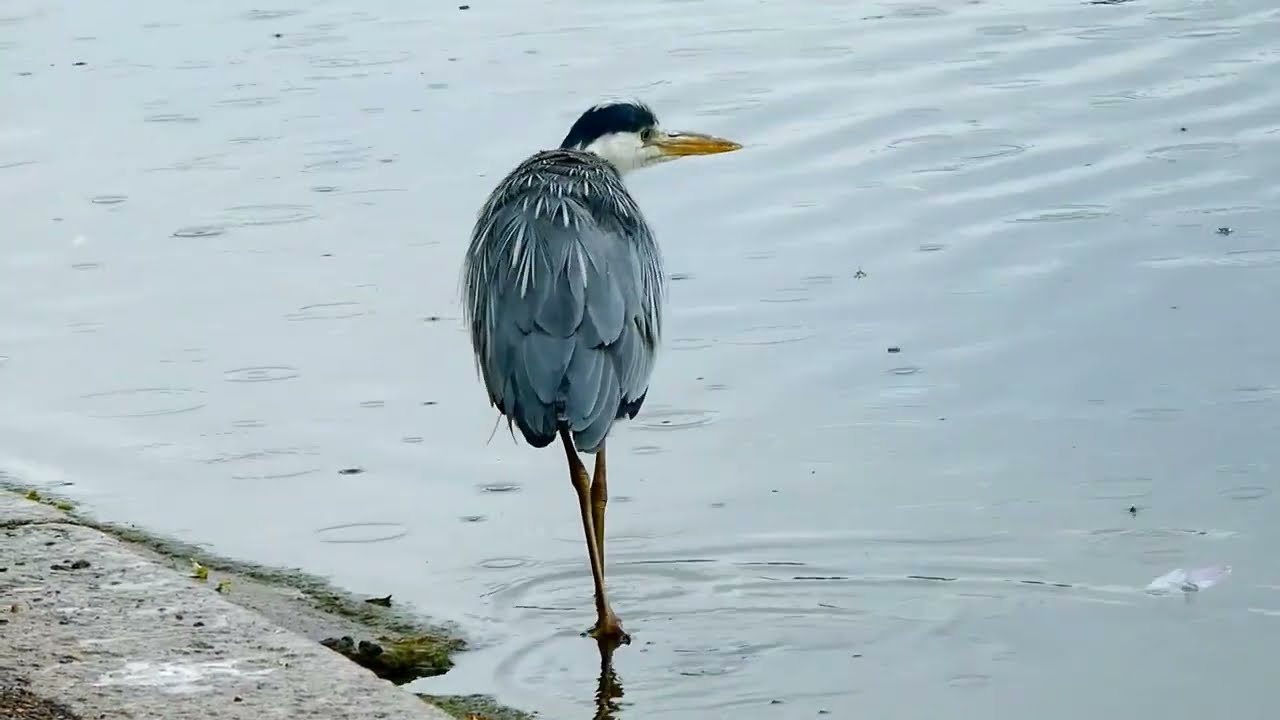 Heron : Kensington Gardens & Hyde park, London , Rainy day