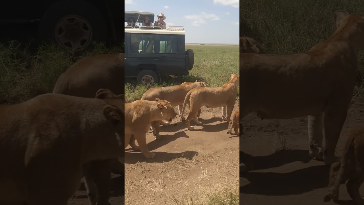 #tanapa #serengetinationalpark#tanzaniaunforgetable#lionlovers