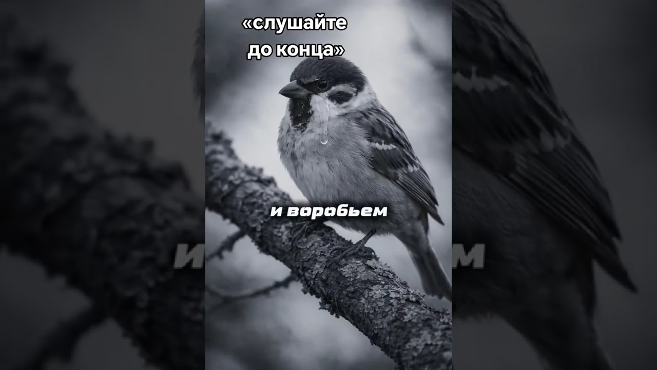 Разговор воробья с Аллахом 