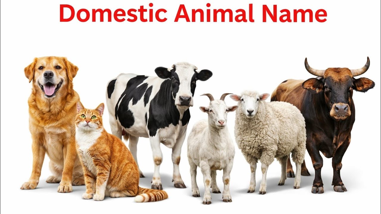 20 Domestic Animal Names for Kids | Learn Farm Animals in English and Hindi 