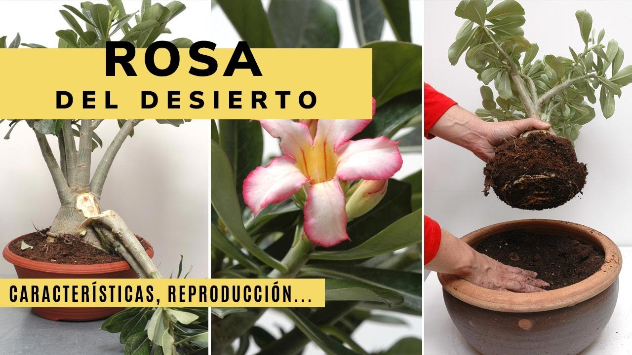 Todo sobre la Rosa del desierto: características, reproducción y plantación - Jardinatis