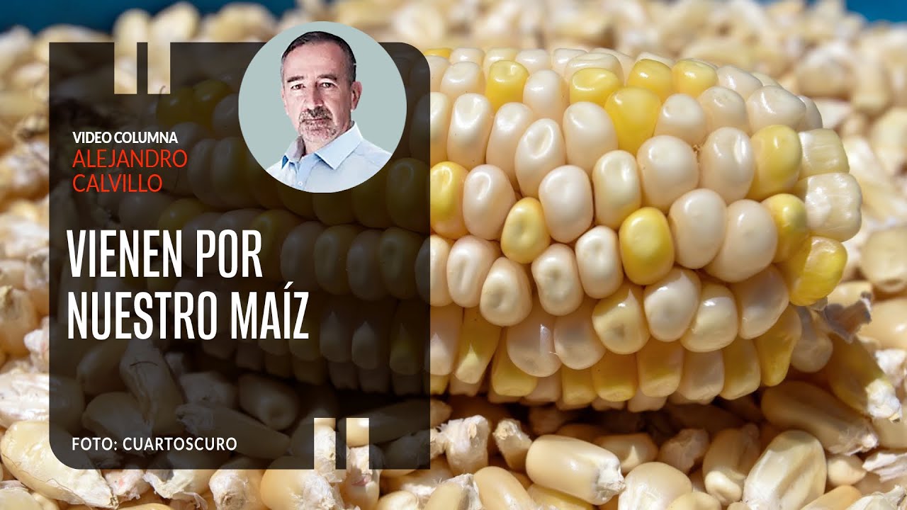 Vienen por nuestro maíz. Por Alejandro Calvillo | Video columna