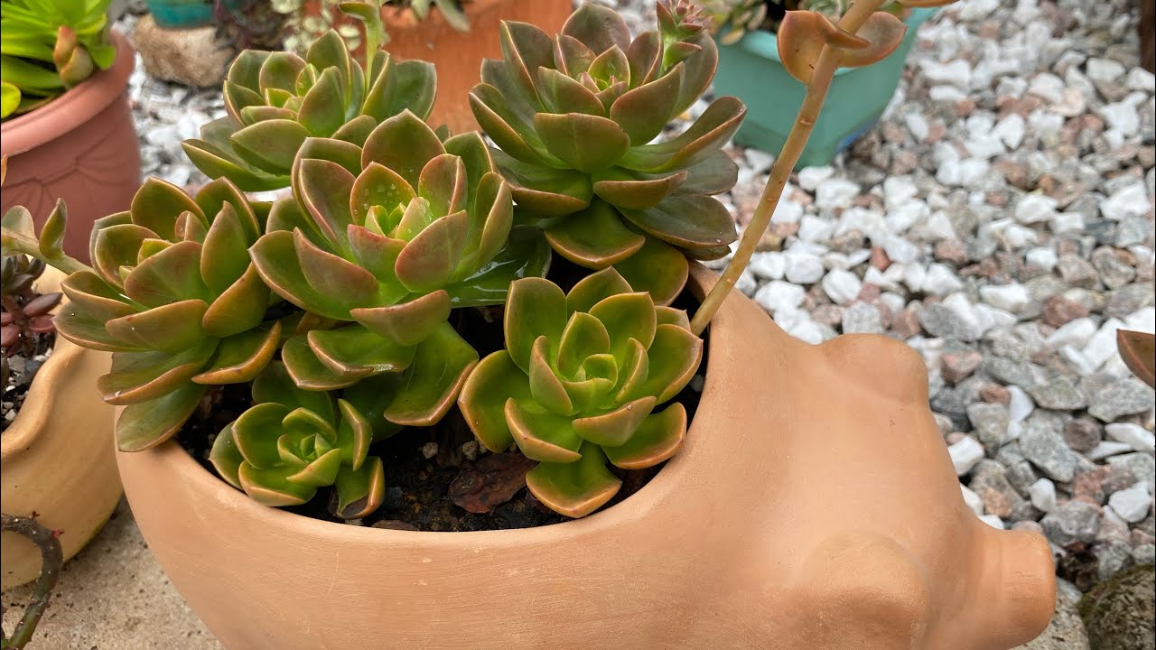 SUCULENTAS PARA INICIANTES DE FÁCIL CULTIVO, que praticamente não adoecem e não dão TRABALHO