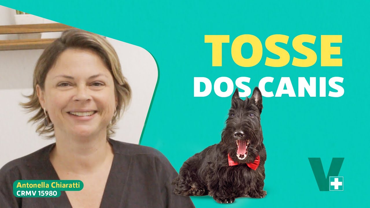 Saiba tudo sobre a tosse dos canis