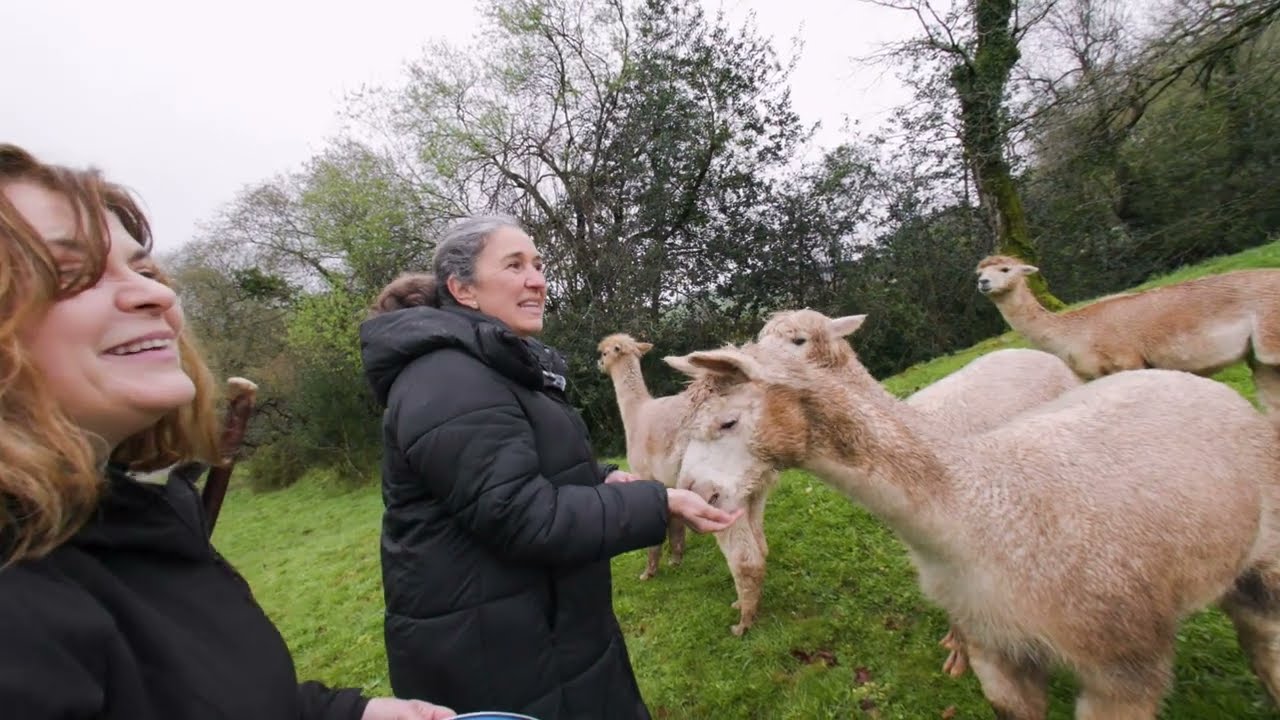 ALPACAS DE CANTABRIA. GANADERÍA TEXTIL. Oficios Perdidos en el Mundo Rural. Vídeo en 180°