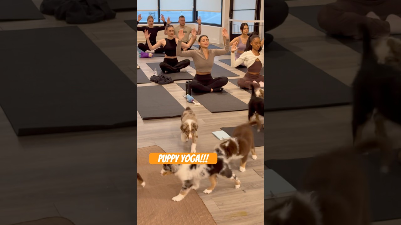 Puppy Yoga! 