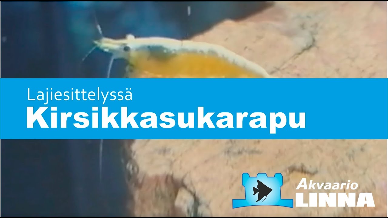 Kirsikkasukarapu Neocaridina davidi | rapujen hoito akvaariossa