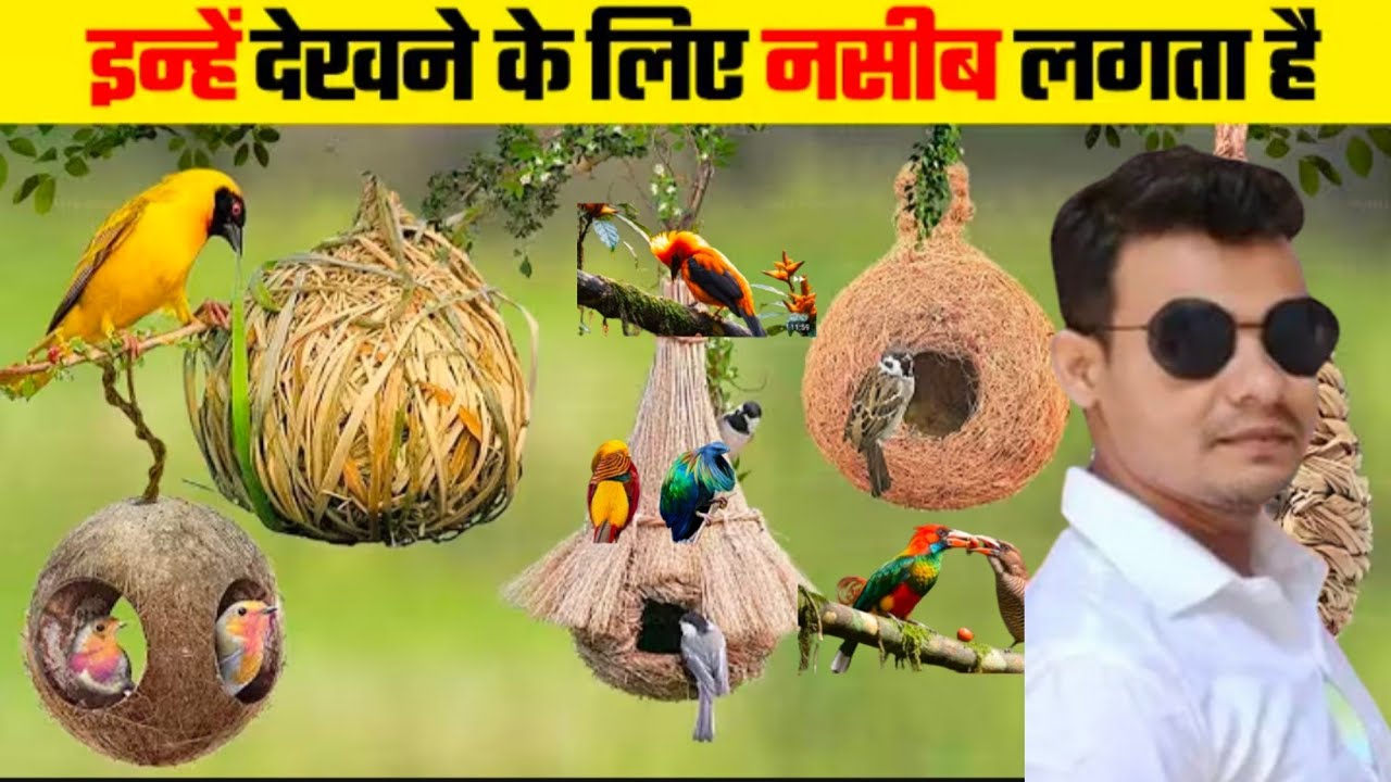 दुनिया के सबसे महंगा तोता# दुनिया के सबसे महंगा पैरेट तोता