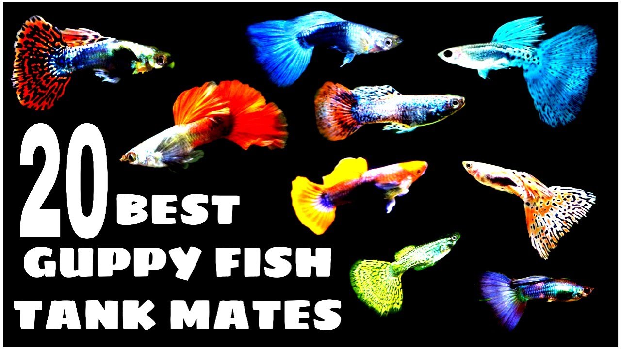 Most Suitable Tank Mates For Guppy Fish