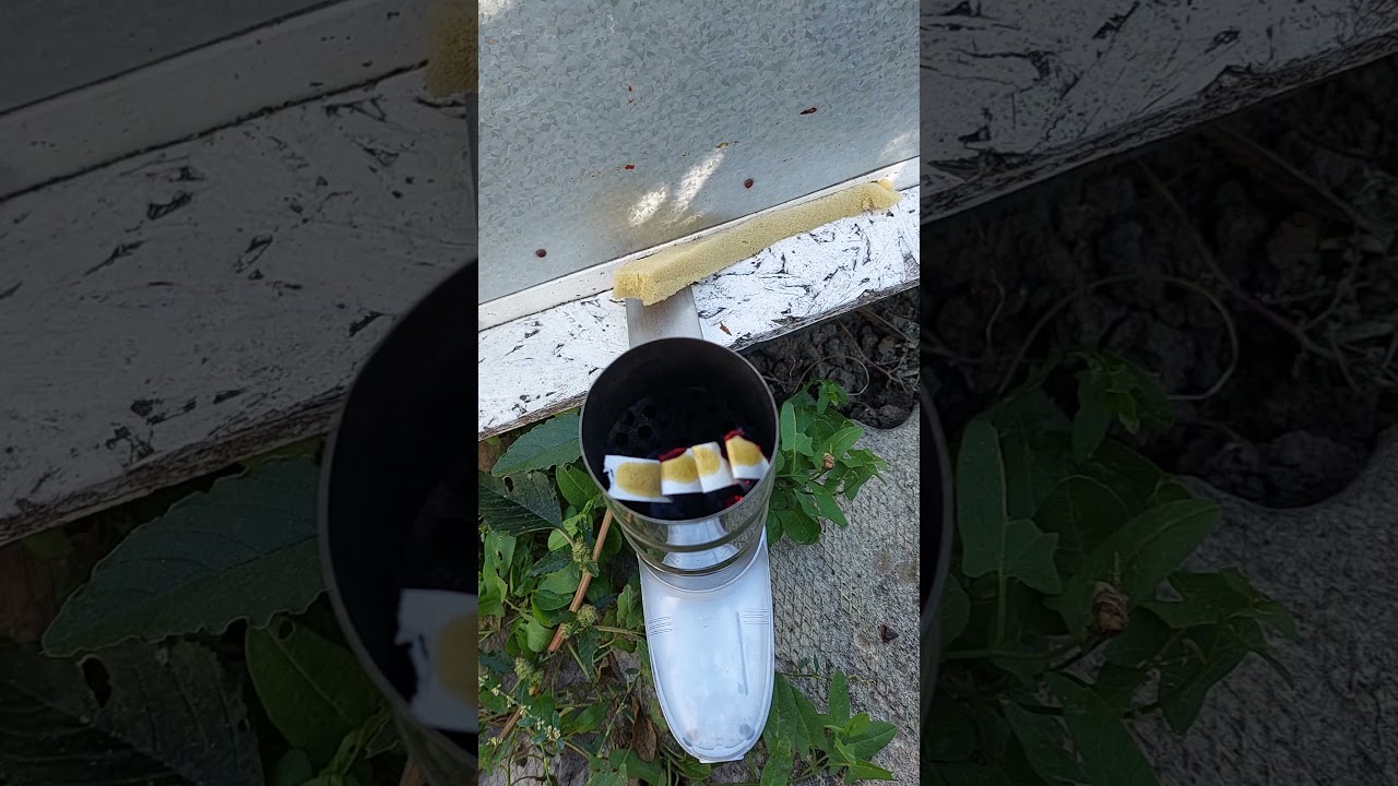 albine 2 octombrie, modalitate de a trata cu varachet