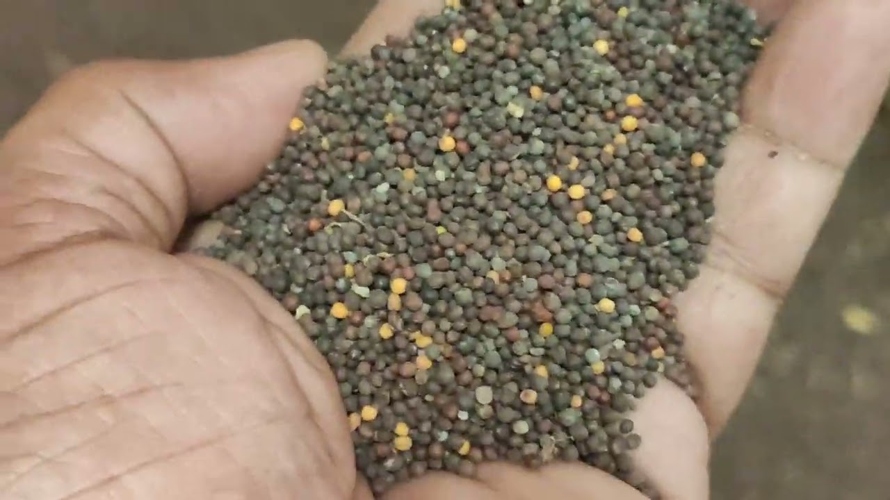 71. Alamgir Mustard Oil Mill in Khulna/খুলনার আলমগীর অয়েল মিল