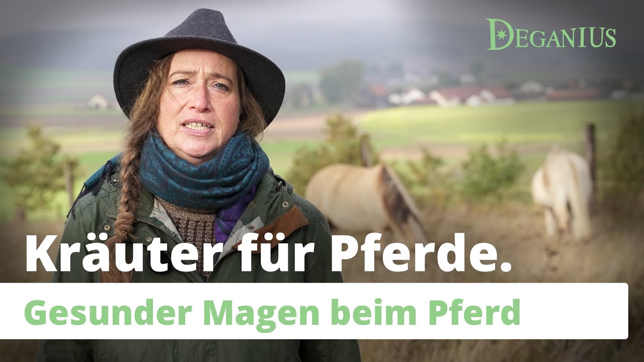 Mein Pferd hat Magenprobleme – was kann ich tun?