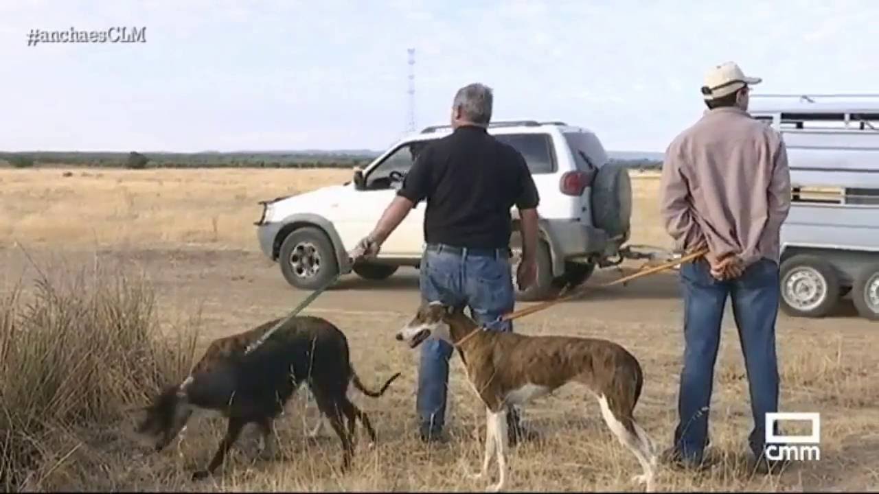 Lanzamiento de jamones y carrera de galgos en Villaminaya. Ancha es Castilla - La Mancha.