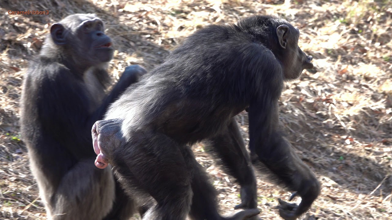 Feb 2020 Tama zoo chimps #2.4 Chimp quarrel