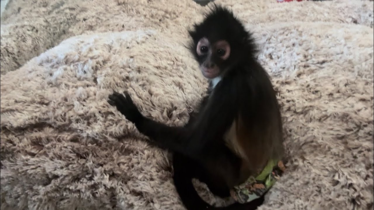 Happy Valentine’s Day fan mail❤️ #monkeys