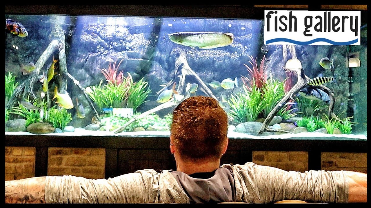 Most BEAUTIFUL Fish Store I've Ever Seen!