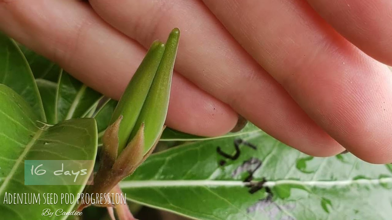 Adenium / Desert Rose Seed Pod Progression. Watch it grow!