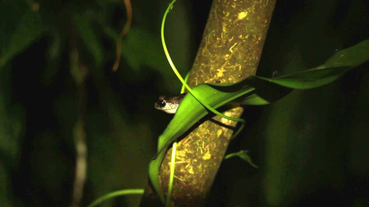 Leptobrachium nigrops (Black-eyed litter frog) calling