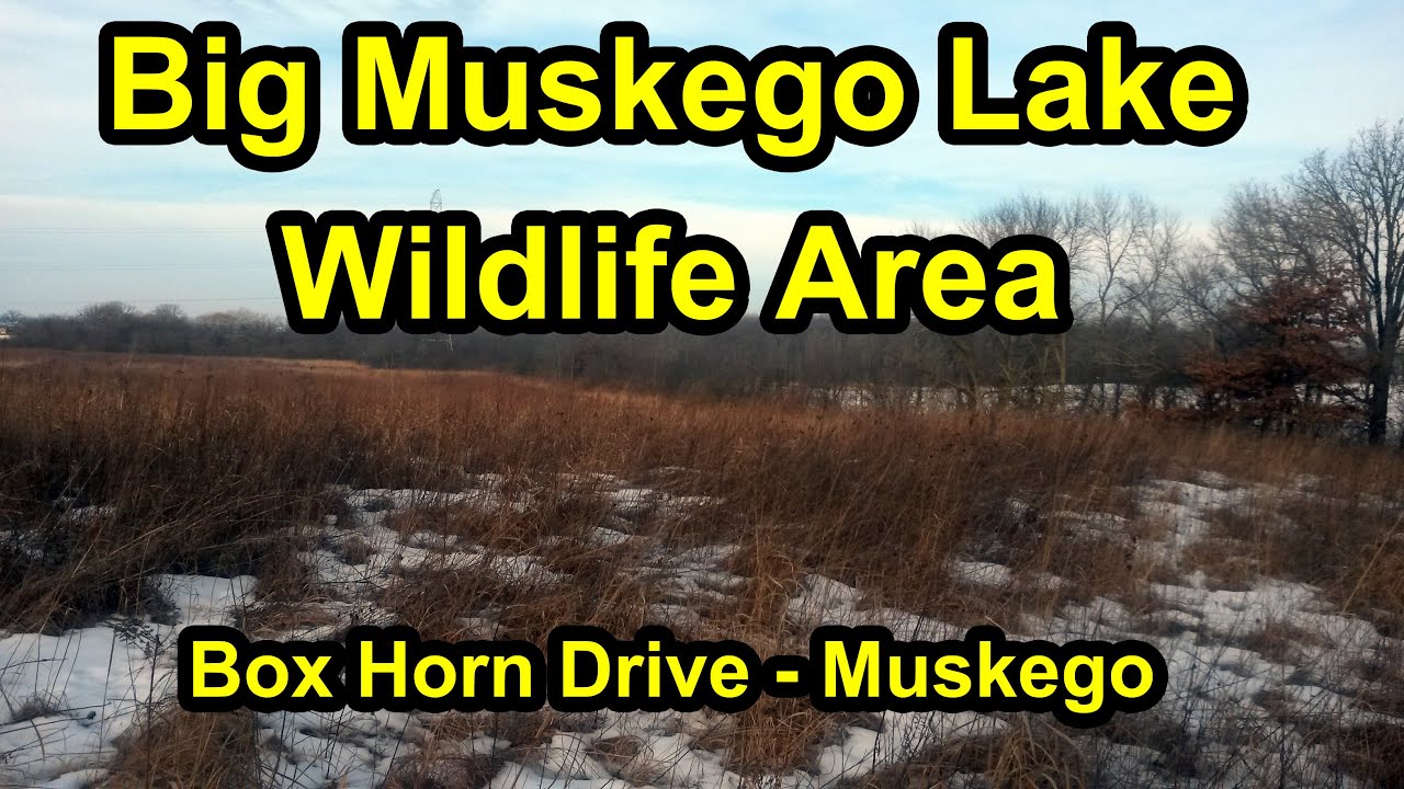 Big Muskego Lake Wildlife Area - Box Horn Drive Location