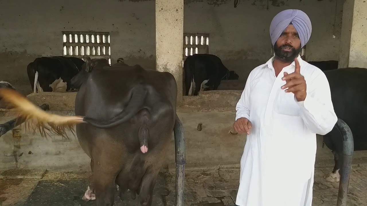 #Baahubali#Bull name#nili Ravi🏆 PH 91157-20086@ 98148-91450👈#sukhmander Singh nili#Ravi ki breeder