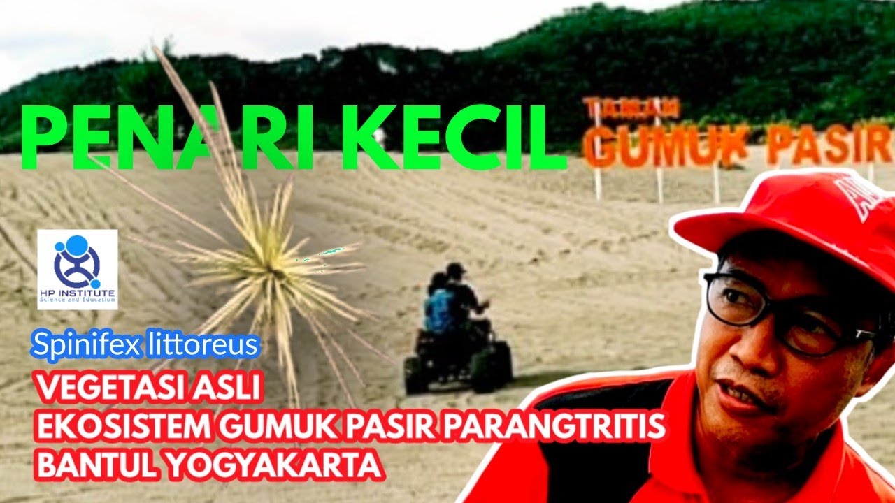 SPINIFEX - Rumput Pantai Seperti Landak. Vegetasi Asli Penjaga Ekosistem Gumuk Pasir Parangtritis