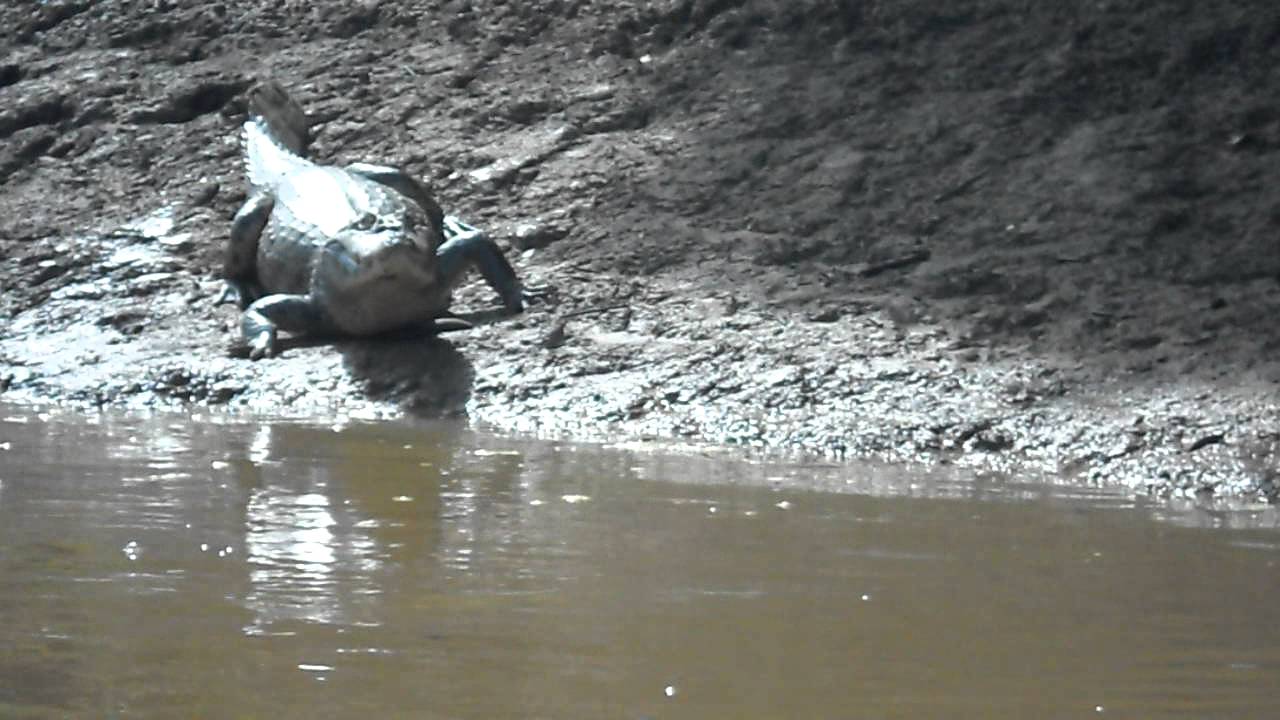 Alligator on the Beni River