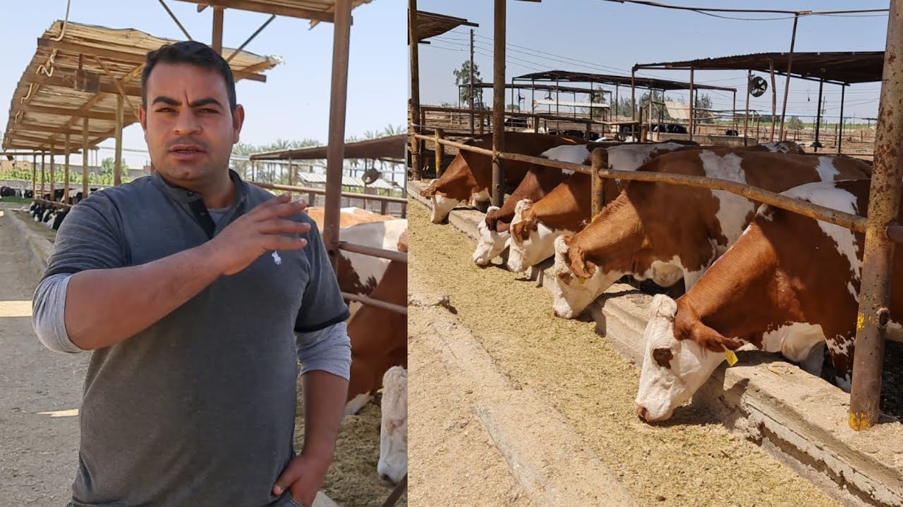 اسرار التغذيه السليمه من كبري المزارع للوصول الي اعلي معدلات في انتاج الحليب هاتغير حايتك 180درجه