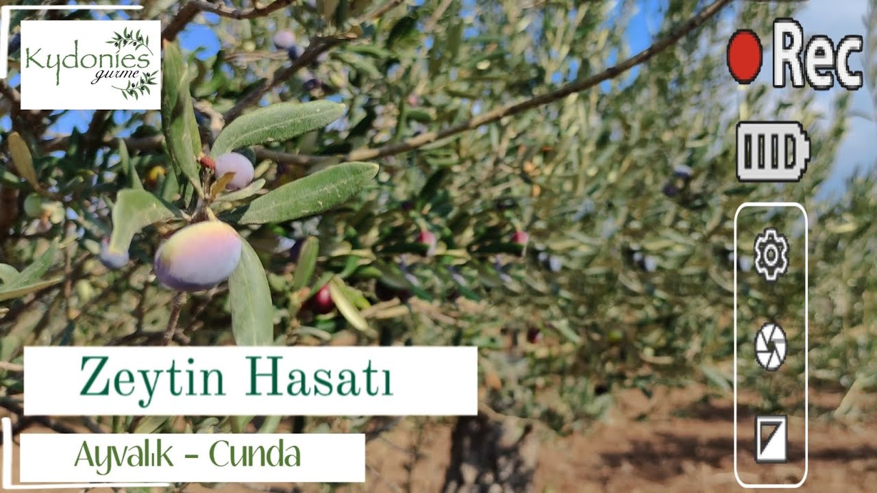 Ayvalık'ta Zeytin Hasatı Zamanı