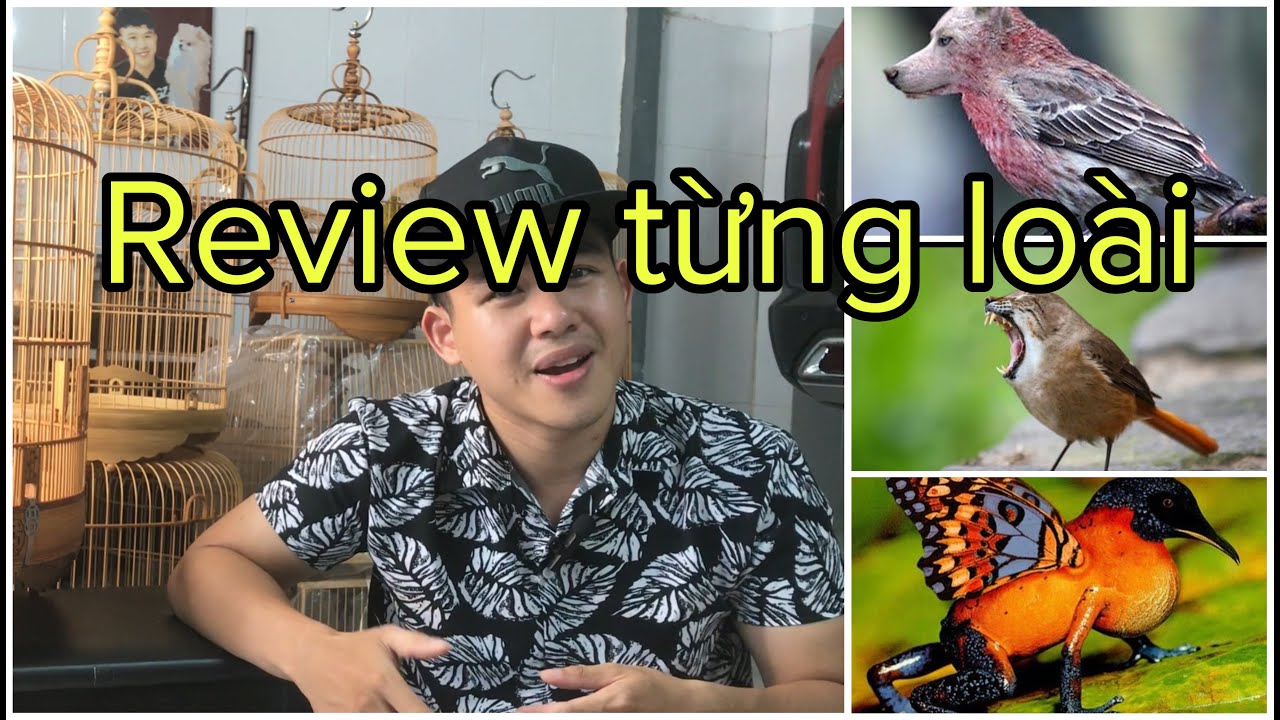 6 LOÀI CHIM HÓT HAY NHẤT MÀ MÌNH ĐÃ TỪNG NUÔI  |Lồng chim Vũ Minh  | SDT & zalo 0908.561.943