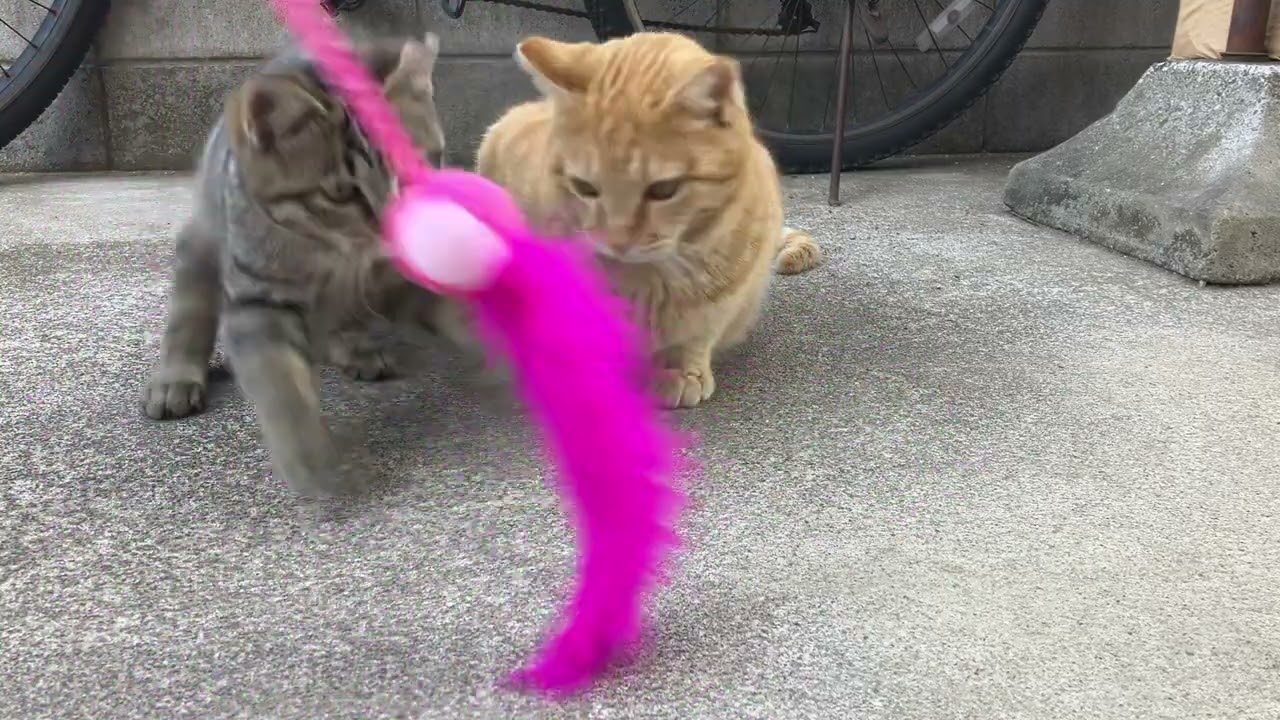 【子猫】新製品・・・いまいち【若猫】