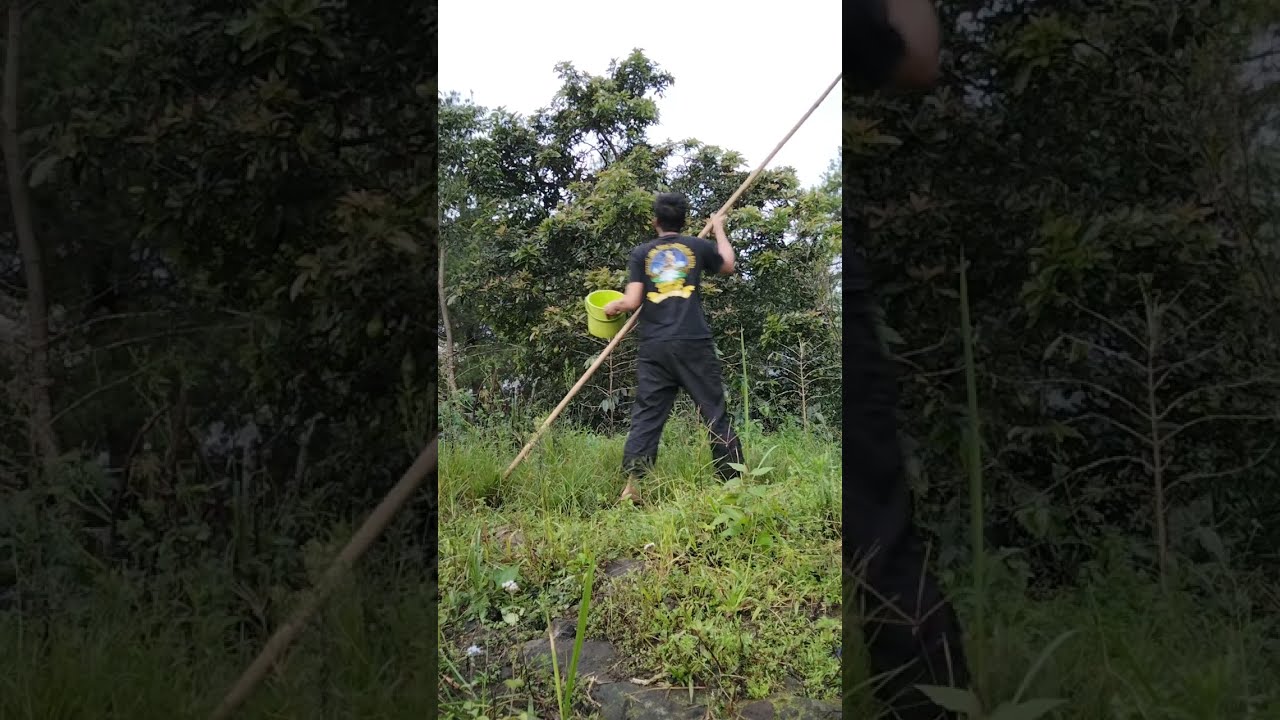 Panen Apukat di hutan
