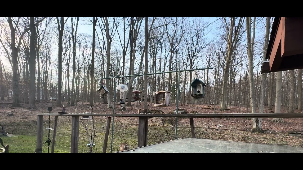 Relaxing sounds of birds at Sunrise on the mountain 