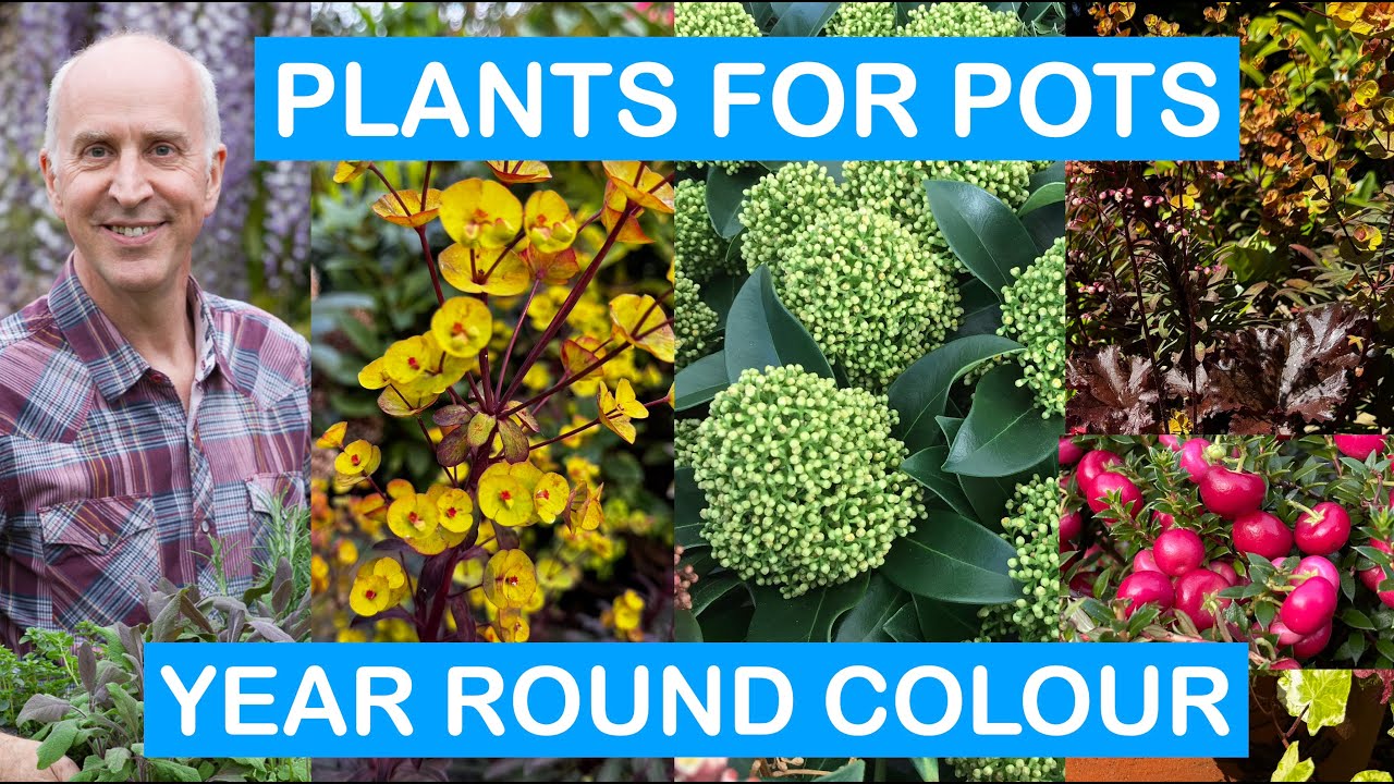 HOW TO PLANT A PATIO POT FOR COLOUR ALL-YEAR-ROUND – STEP-BY-STEP PLANTING GUIDE - FLOWER + FOLIAGE