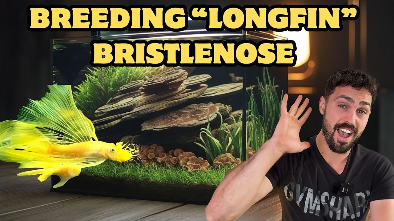 How To Breed Longfin Bristlenose Pleco