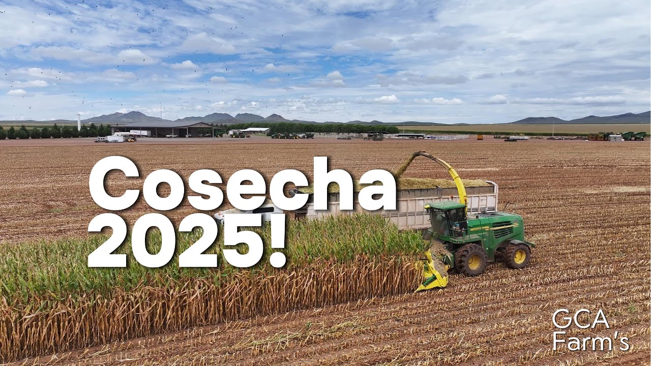 Ensilando maíz con todo: camiones atorados, contratiempos y un día de campo completo #AgroMenon