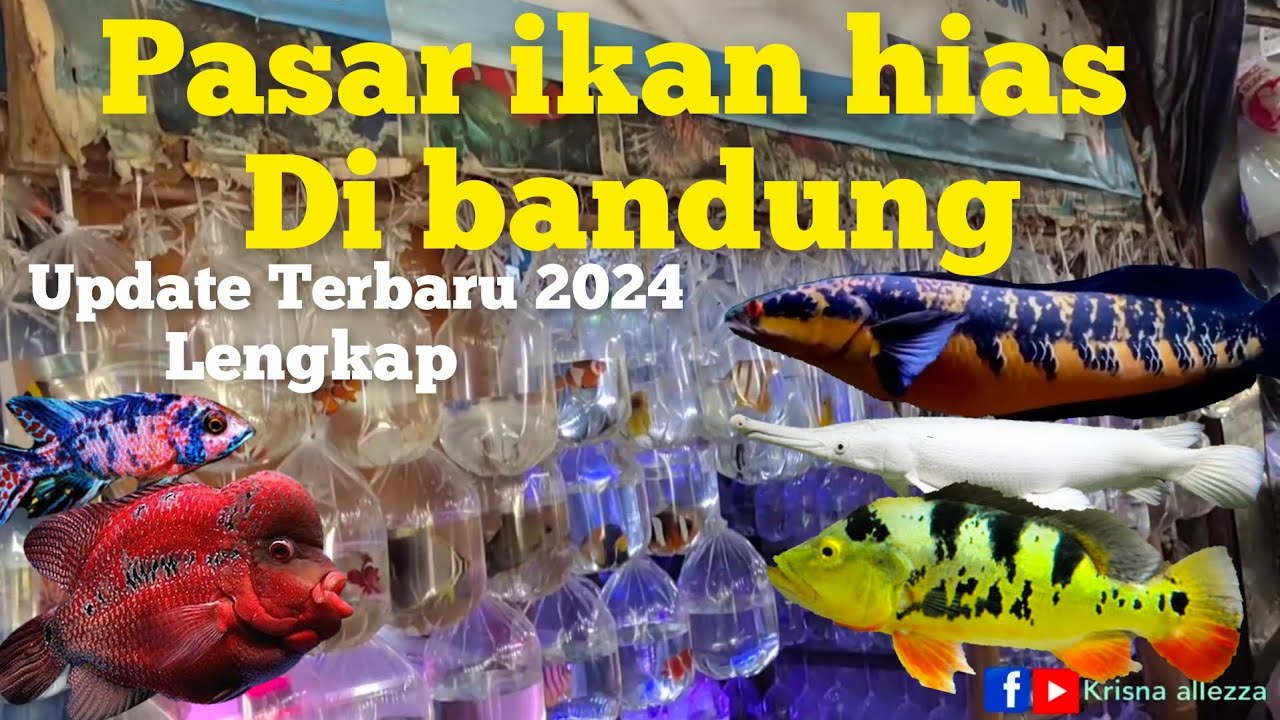 PASAR IKAN HIAS TERBESAR DI BANDUNG TERKINI