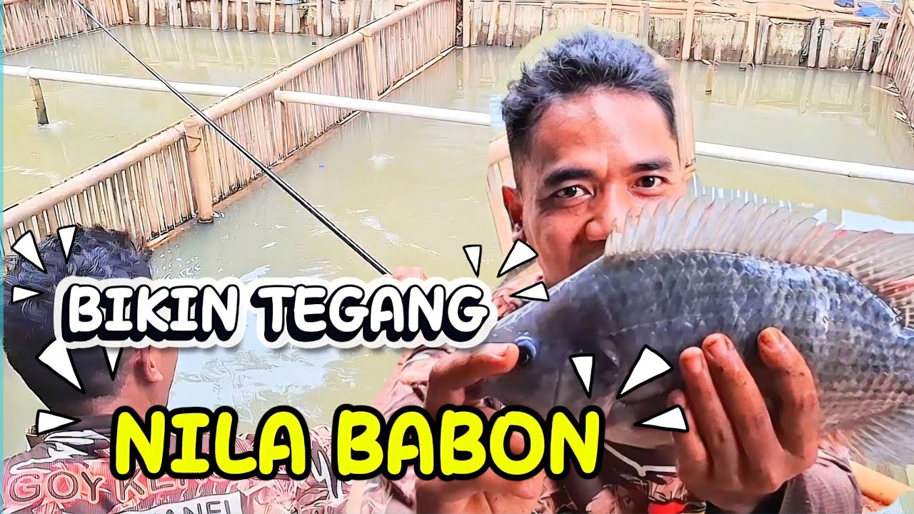 BANYAK PUTUS IKAN NYA BESAR2 ‼️ MANCING NILA BORONGAN HARIAN
