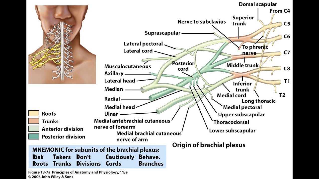 Terminal Branches of the Plexes Mnemonics Video
