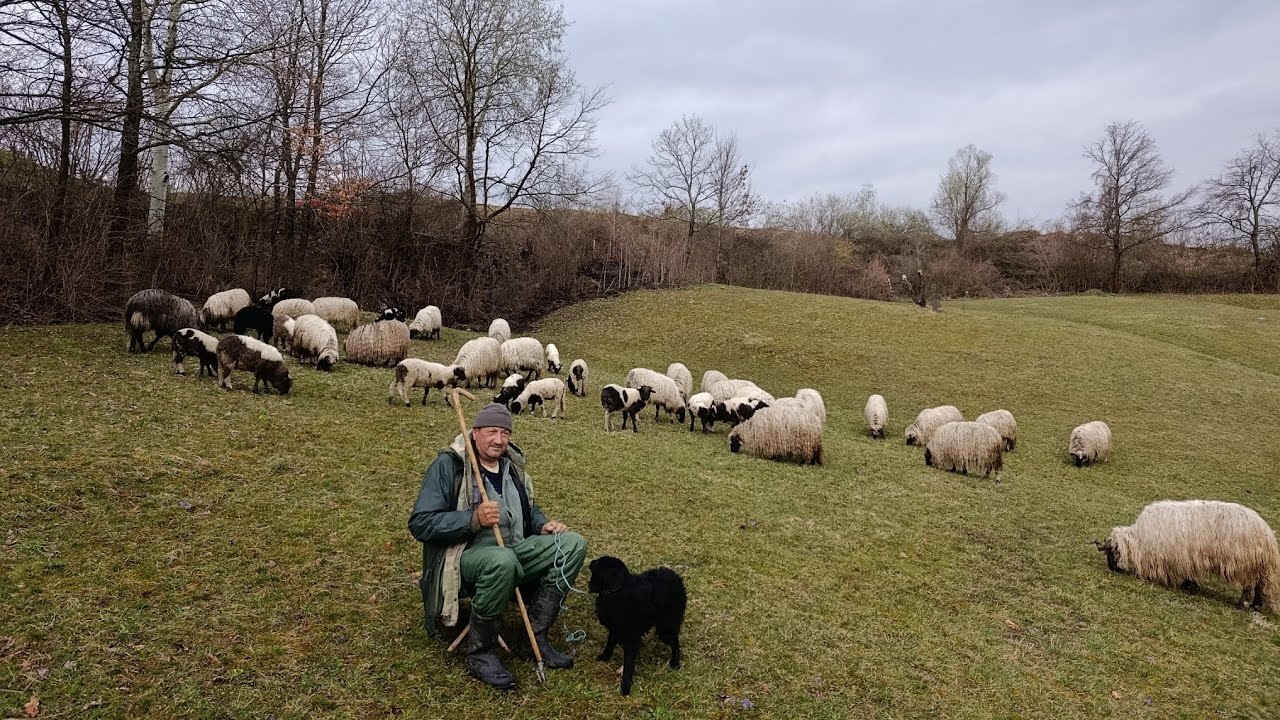 SMIJEH DO SUZA-SAMNOM TI NIJE DOBRO NAPORED ULICOM IČI TOLIKI SAM BAKSUZ
