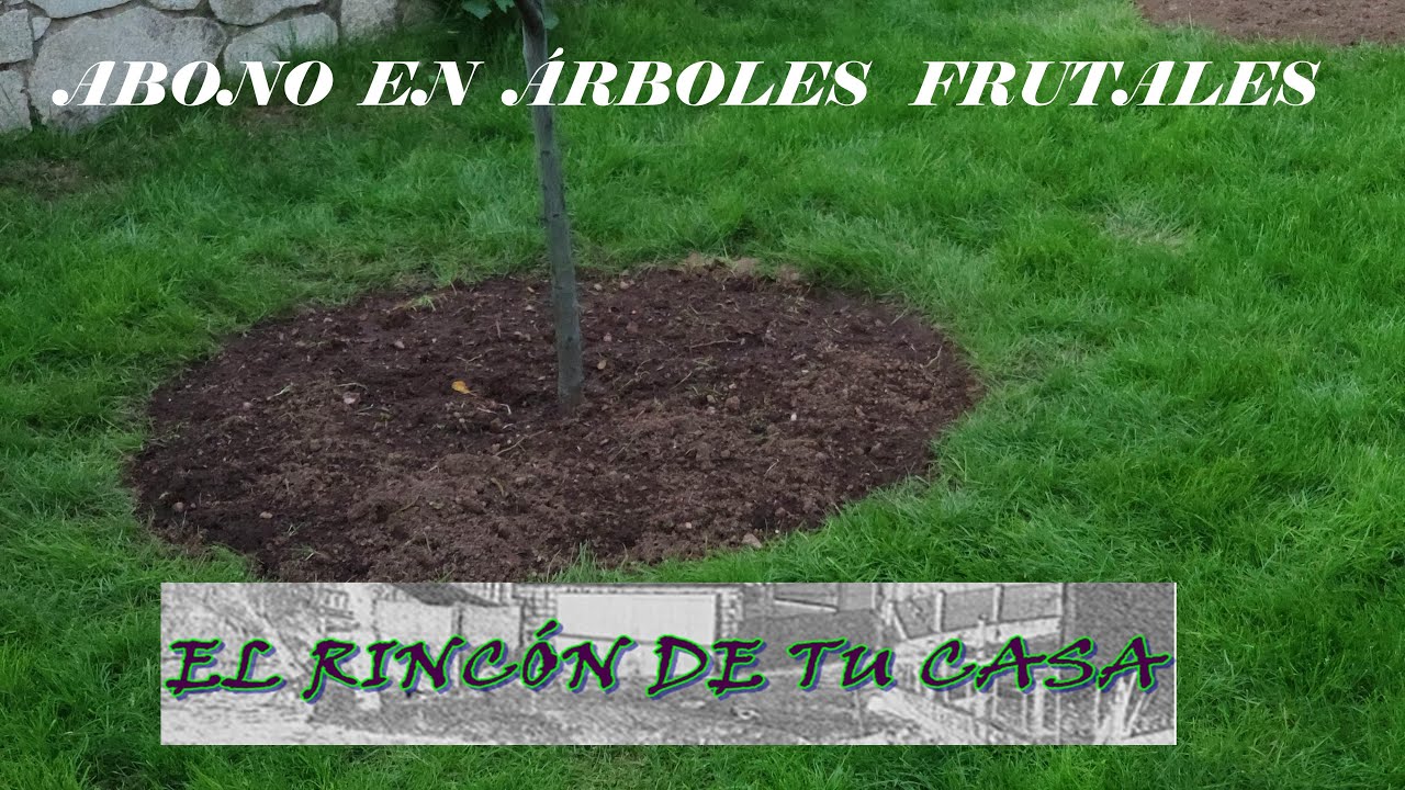 ¿ SE DEBEN ABONAR LOS ÁRBOLES FRUTALES ?  Mi explicación de porque...