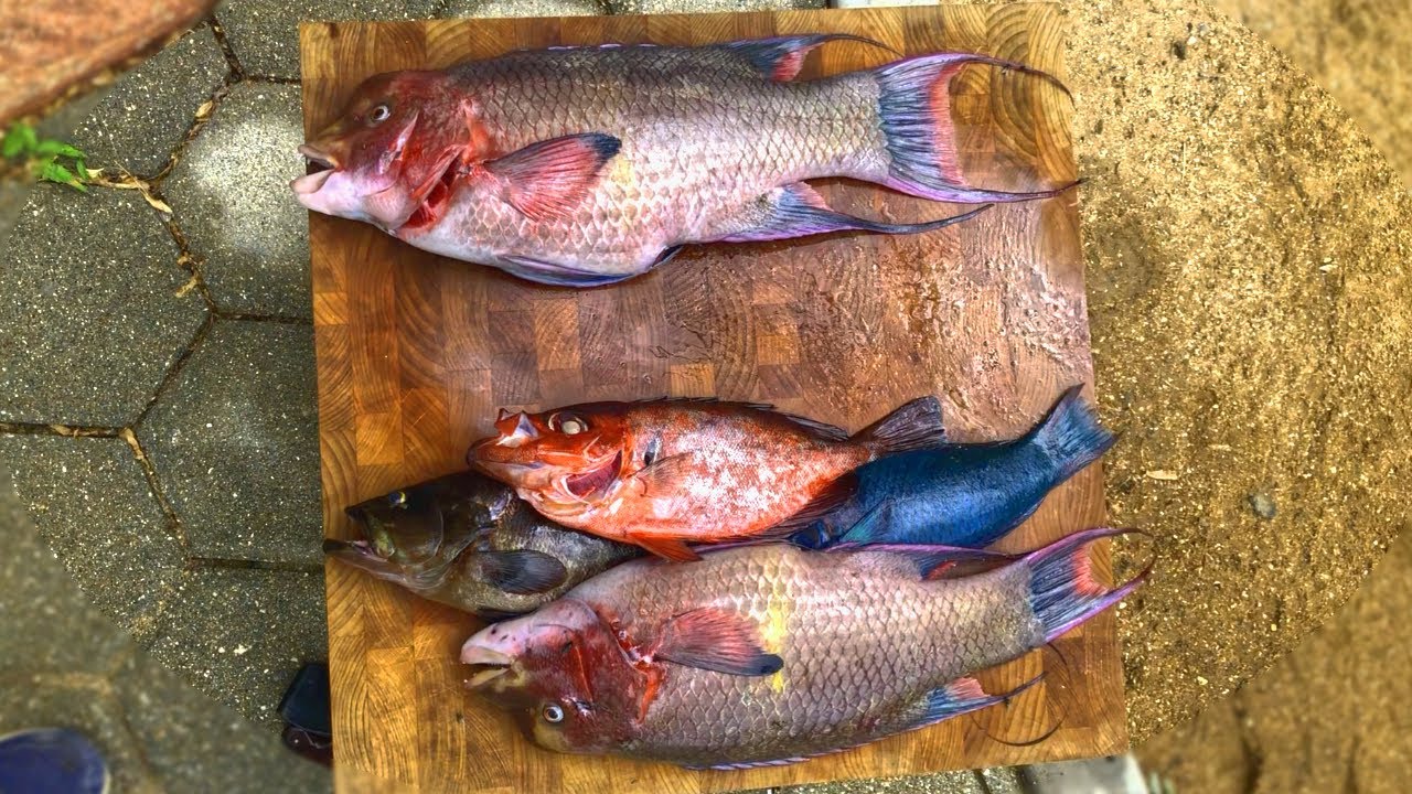 Shore diving reefs in Baja, California! LOTS of life, TONS of fish!